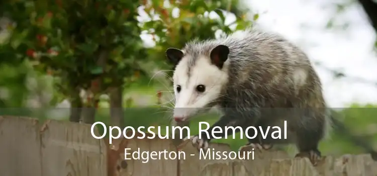 Opossum Removal Edgerton - Missouri
