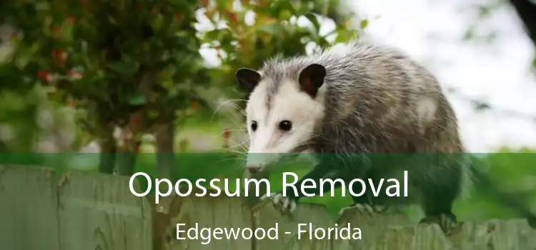 Opossum Removal Edgewood - Florida