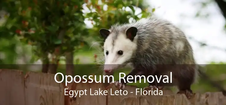 Opossum Removal Egypt Lake Leto - Florida