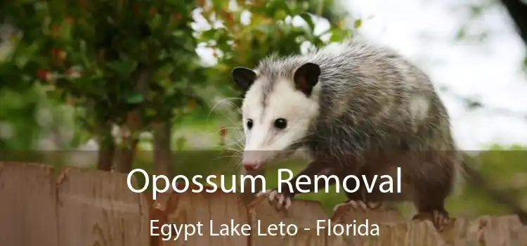 Opossum Removal Egypt Lake Leto - Florida