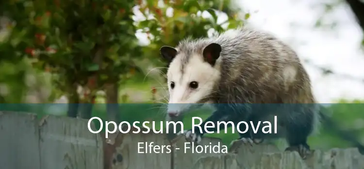 Opossum Removal Elfers - Florida
