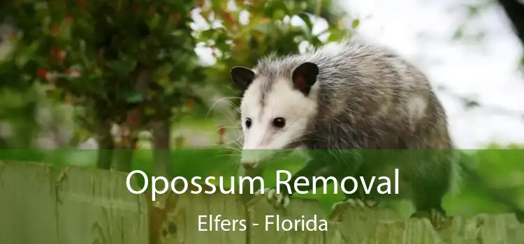 Opossum Removal Elfers - Florida