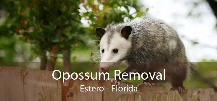 Opossum Removal Estero - Florida