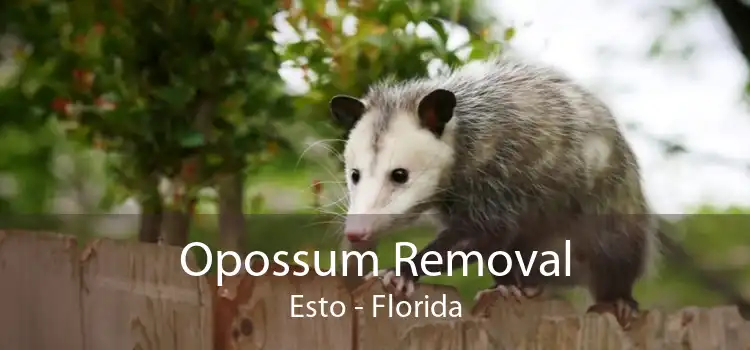 Opossum Removal Esto - Florida