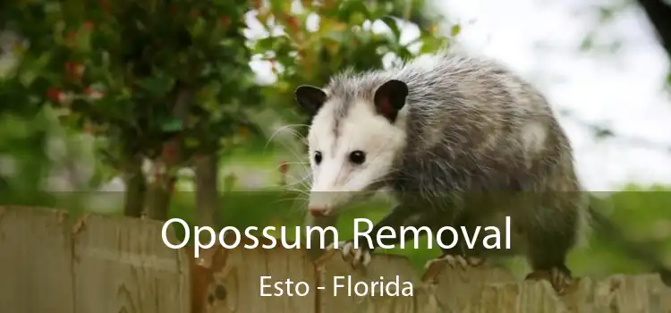 Opossum Removal Esto - Florida