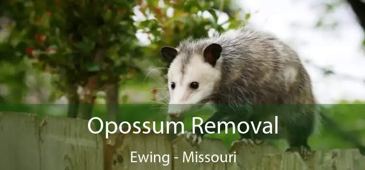 Opossum Removal Ewing - Missouri