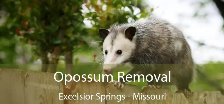 Opossum Removal Excelsior Springs - Missouri