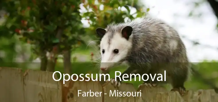 Opossum Removal Farber - Missouri