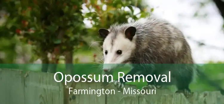 Opossum Removal Farmington - Missouri