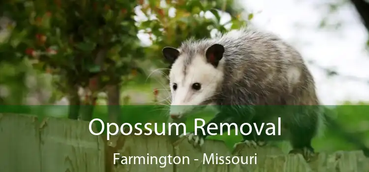 Opossum Removal Farmington - Missouri