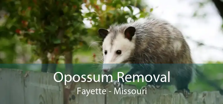 Opossum Removal Fayette - Missouri