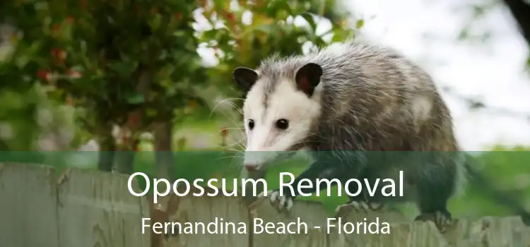 Opossum Removal Fernandina Beach - Florida