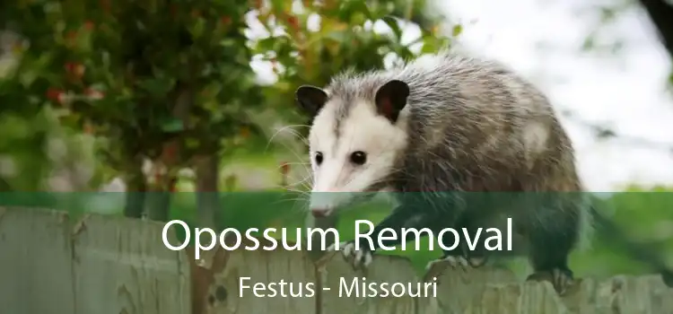 Opossum Removal Festus - Missouri