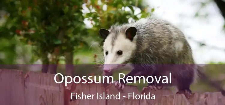 Opossum Removal Fisher Island - Florida