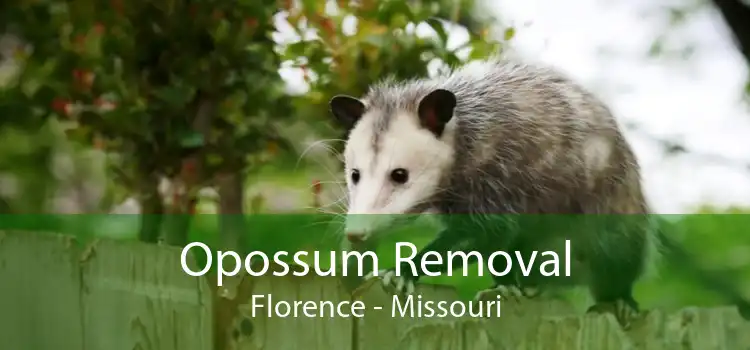 Opossum Removal Florence - Missouri