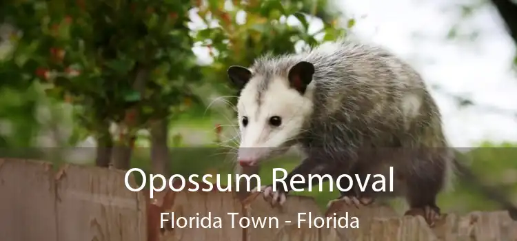 Opossum Removal Florida Town - Florida