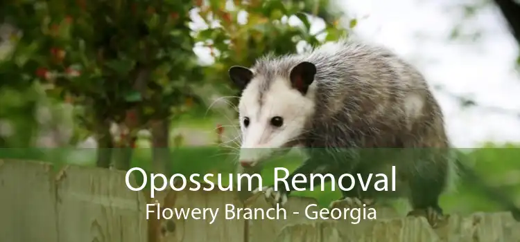 Opossum Removal Flowery Branch - Georgia