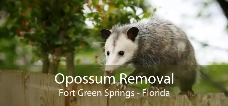 Opossum Removal Fort Green Springs - Florida
