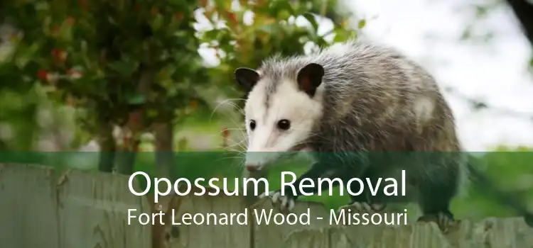 Opossum Removal Fort Leonard Wood - Missouri