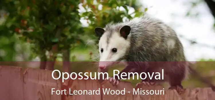 Opossum Removal Fort Leonard Wood - Missouri