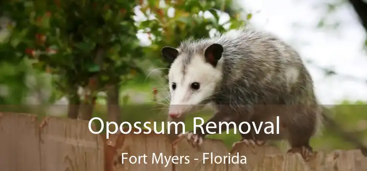 Opossum Removal Fort Myers - Florida