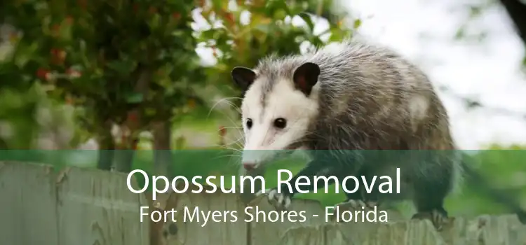 Opossum Removal Fort Myers Shores - Florida