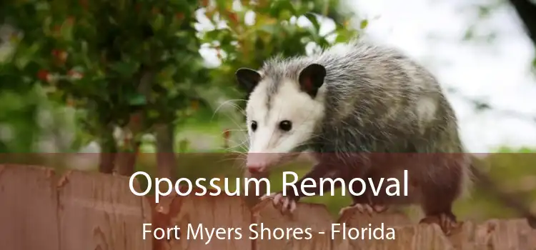 Opossum Removal Fort Myers Shores - Florida