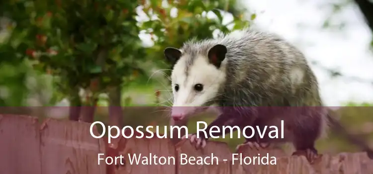 Opossum Removal Fort Walton Beach - Florida