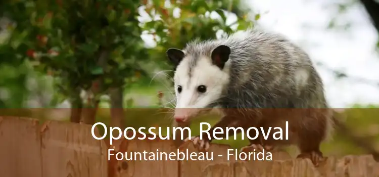 Opossum Removal Fountainebleau - Florida