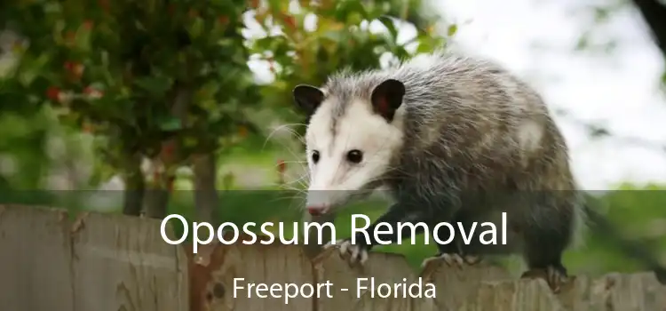 Opossum Removal Freeport - Florida