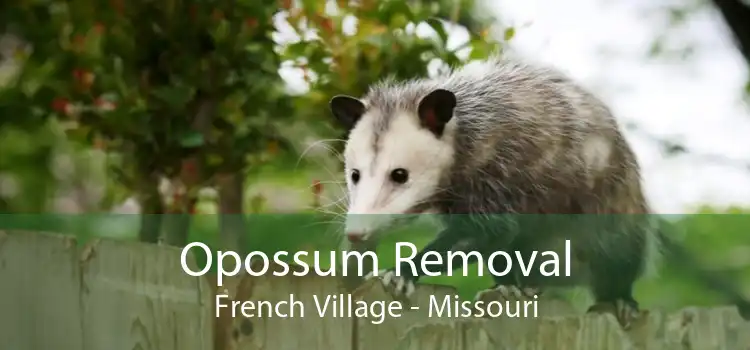 Opossum Removal French Village - Missouri