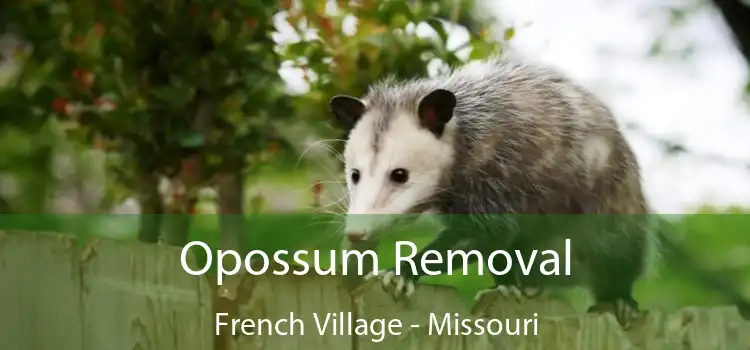 Opossum Removal French Village - Missouri