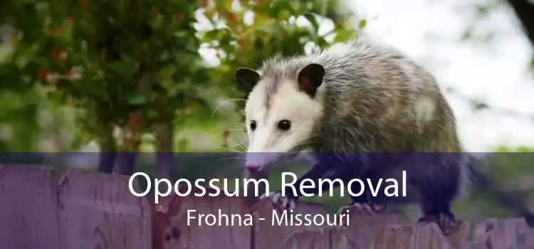 Opossum Removal Frohna - Missouri