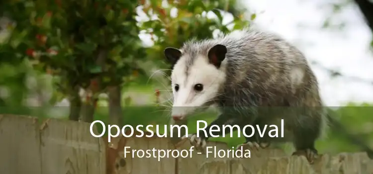 Opossum Removal Frostproof - Florida