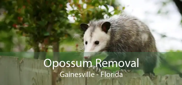 Opossum Removal Gainesville - Florida