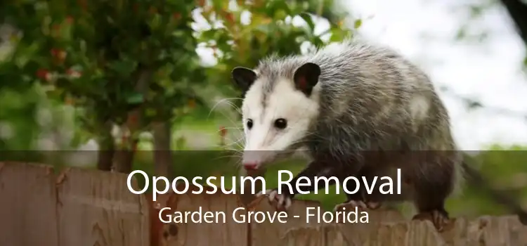 Opossum Removal Garden Grove - Florida