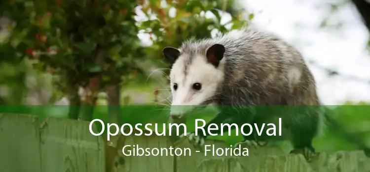 Opossum Removal Gibsonton - Florida
