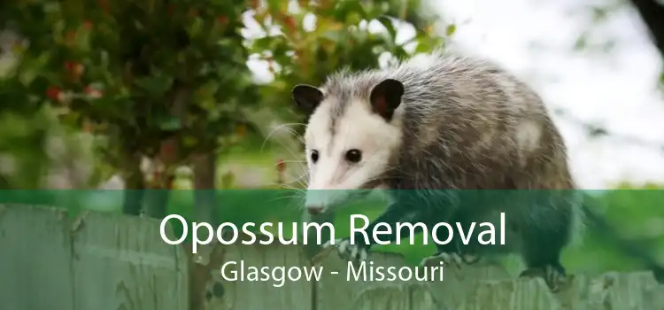 Opossum Removal Glasgow - Missouri