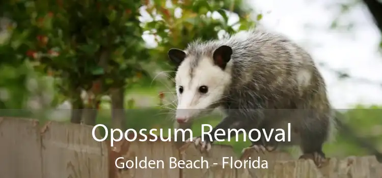 Opossum Removal Golden Beach - Florida