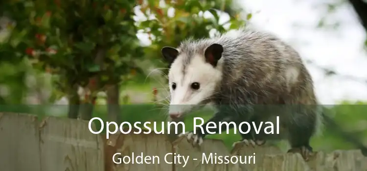 Opossum Removal Golden City - Missouri