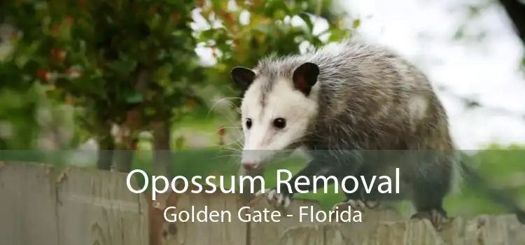 Opossum Removal Golden Gate - Florida