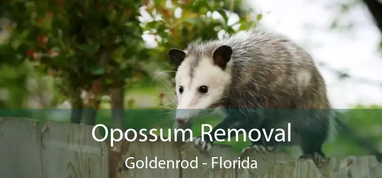 Opossum Removal Goldenrod - Florida