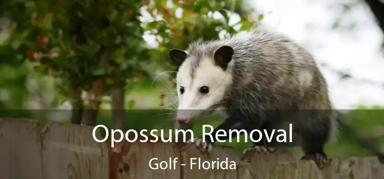 Opossum Removal Golf - Florida