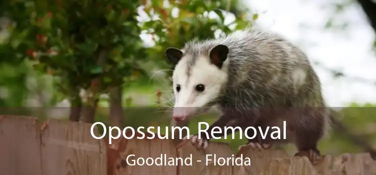 Opossum Removal Goodland - Florida