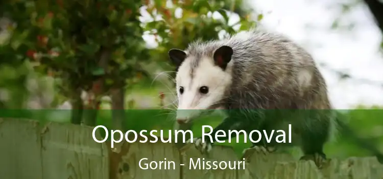 Opossum Removal Gorin - Missouri