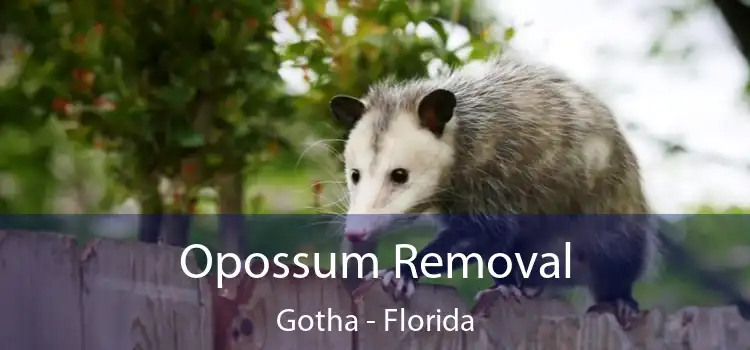 Opossum Removal Gotha - Florida