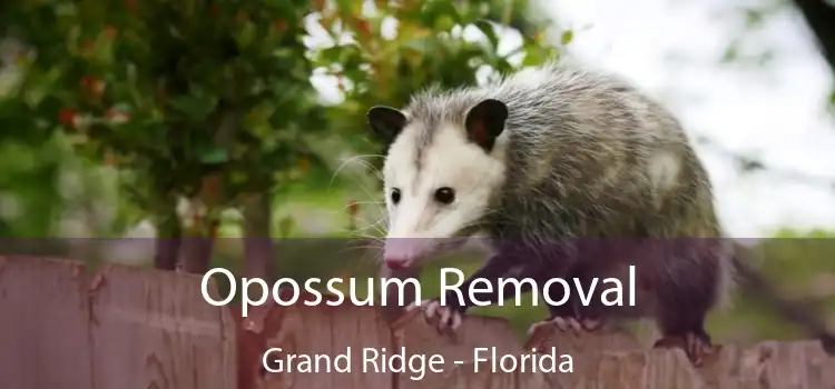 Opossum Removal Grand Ridge - Florida