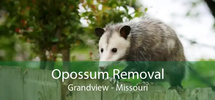 Opossum Removal Grandview - Missouri