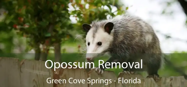 Opossum Removal Green Cove Springs - Florida