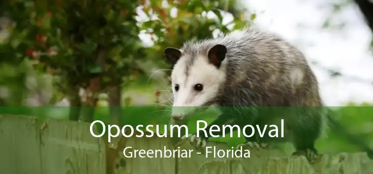 Opossum Removal Greenbriar - Florida
